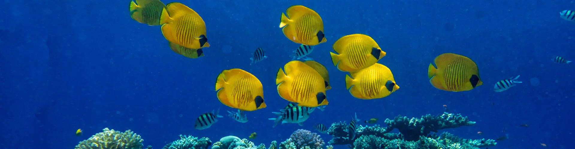 SSI Advanced Open Water Diver